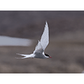 Bob Andrews: Arctic Tern
