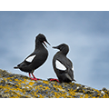 Bob Andrews: Black Guillemots in Debate