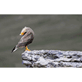 Gianpiero Ferrari: Crested Caracara Displaying on Rocks - Falkland Islands