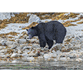 Gianpiero Ferrari: Black Bear Foraging at Low Tide Vancuver Canada