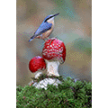 Gianpiero Ferrari: Nuthatch Perched on Fly Agaric