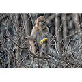 Alun Williams: Barbary Macaque